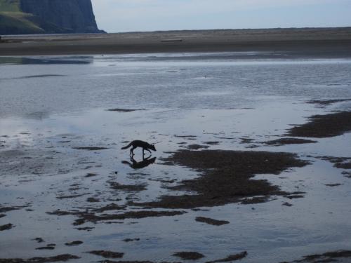 Figure 1. An adult arctic fox peruses the beach for washed-up carrion in Hornstrandir, stronghold of the Icelandic arctic fox. Photo courtesy of Juliann Schamel.