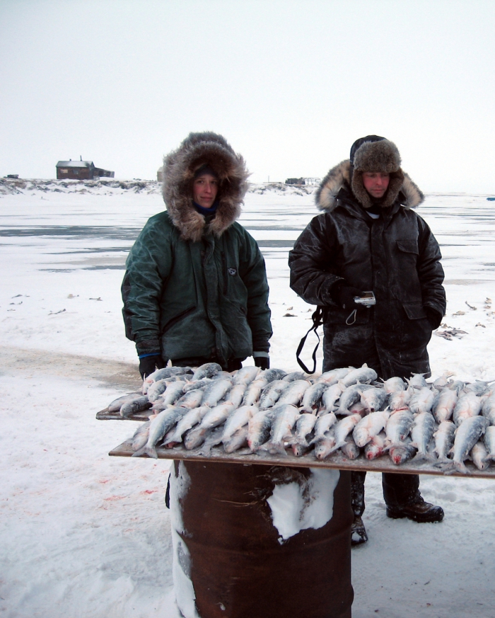 ABR has conducted detailed yearly monitoring of Arctic Cisco from the Colville River delta for ConocoPhillips Alaska since 2007 due to the importance of this species as a staple in the diet of Nuiqsut residents. The goals of the program are to obtain estimates of the total effort and catch data and to provide future harvest predictions. Photo courtesy of ABR, Inc.