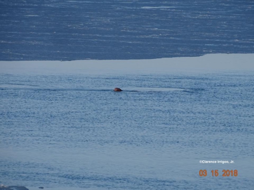 Walrus feeding near Gambell