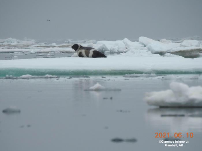 Bearded seal near Gambell.