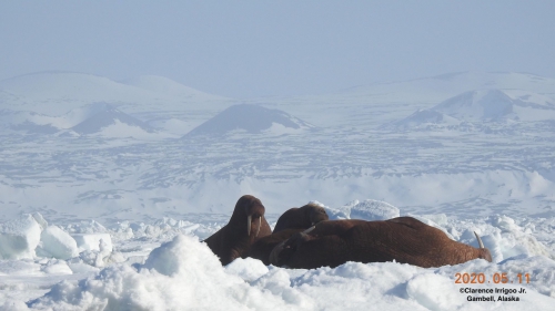 Walrus near Savoonga.