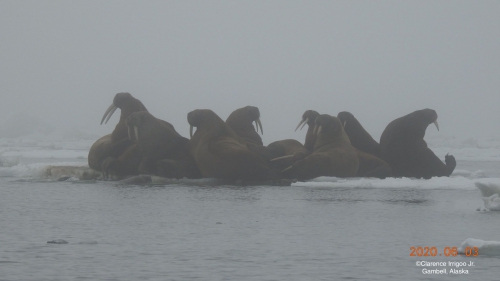 Male walrus near Savoonga.