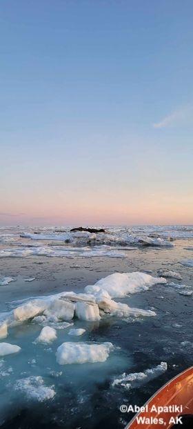 Walrus ten miles from Wales, Alaska. Photo courtesy of Abel Apatiki.