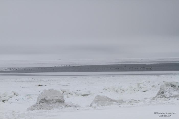 Weather and sea-ice conditions in Gambell. Photo courtesy of Clarence Irrigoo, Jr.