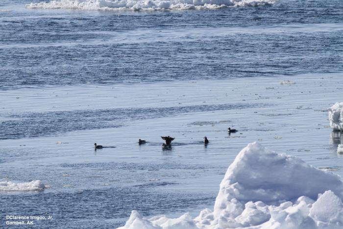 Long-tailed Ducks feeding. Photo courtesy of Clarence Irrigoo, Jr. 