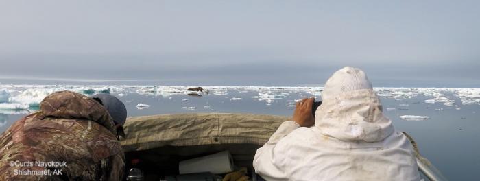 Hunting near Shishmaref, AK. Photo courtesy of Curtis Nayokpuk.