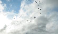 Photo by Nina Faust, Kachemak Crane Watch