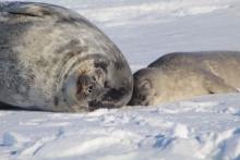 PolarTREC Live Event from McMurdo Station, Antarctica